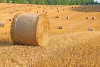 ALIMENTAZIONE ANIMALE