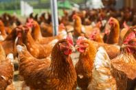 AVICOLI - GALLINE E POLLI