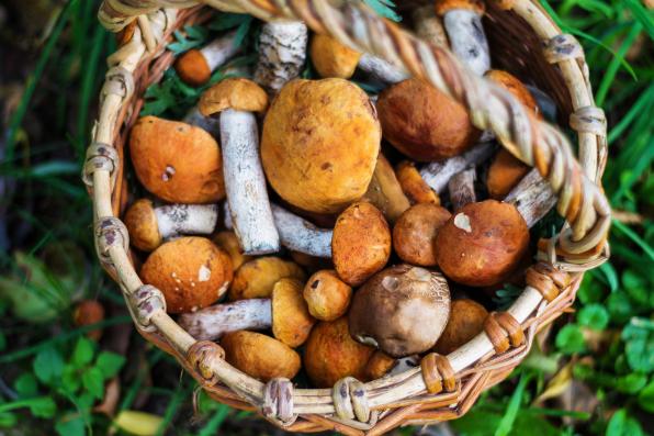 Cestino coi funghi